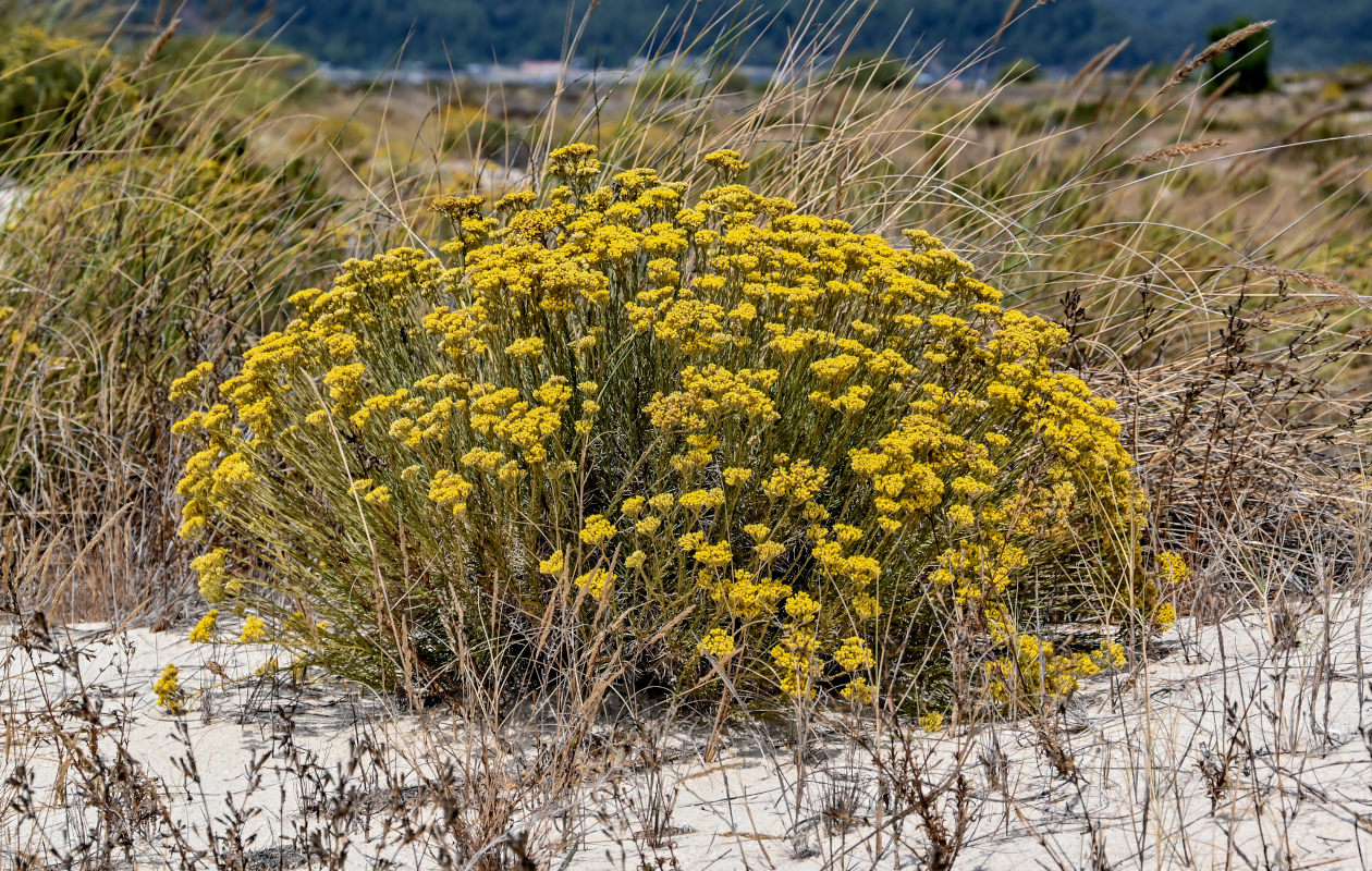 Изображение особи Helichrysum italicum.
