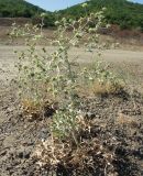 Eryngium campestre