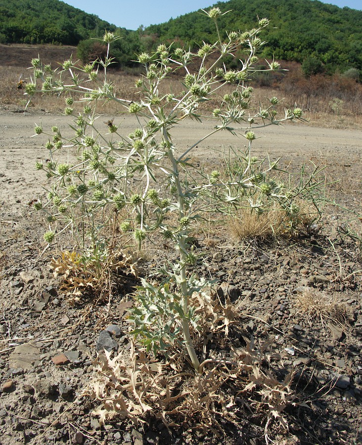 Изображение особи Eryngium campestre.