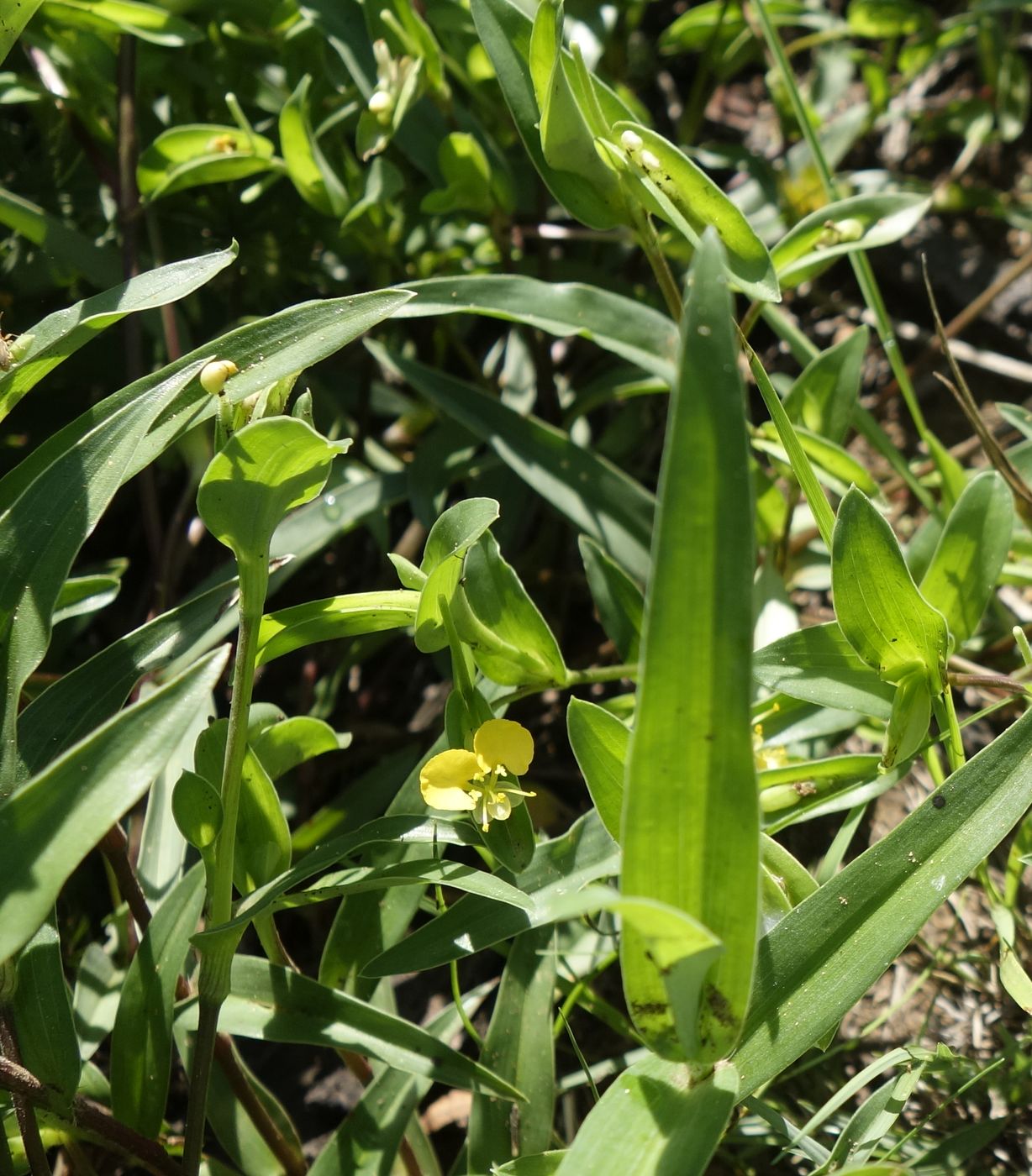 Image of Commelina africana specimen.