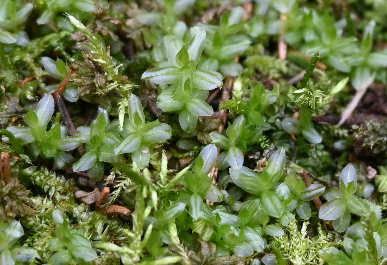 Изображение особи отдел Bryophyta.