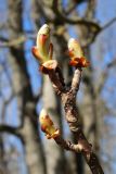 Aesculus hippocastanum. Веточка с проснувшимися почками. Санкт-Петербург, Дудергофские высоты, лиственный лес. 21.04.2026.