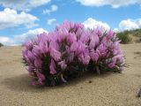 Oxytropis aciphylla. Цветущее растение. Казахстан, Восточно-Казахстанская обл., Самарский р-н, окр. Казнаковской переправы; Зайсанская котловина, Кулуджунские пески. 14 мая 2026 г.