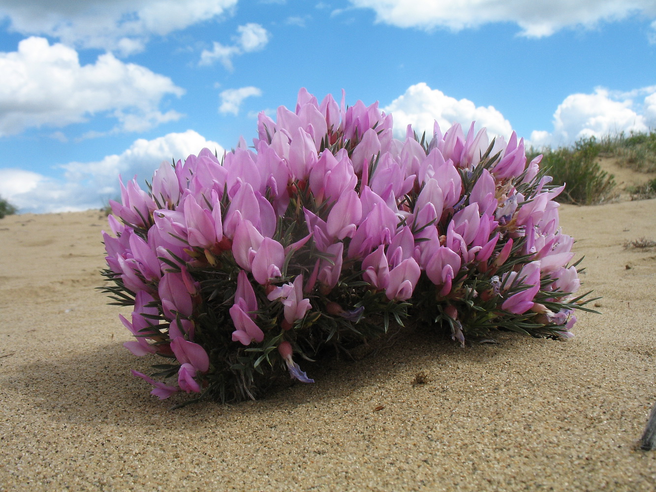 Изображение особи Oxytropis aciphylla.