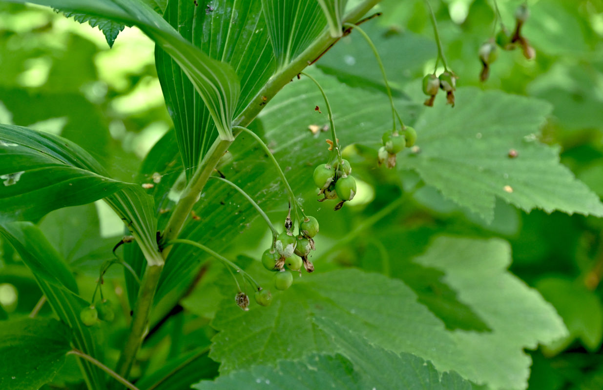 Image of genus Polygonatum specimen.