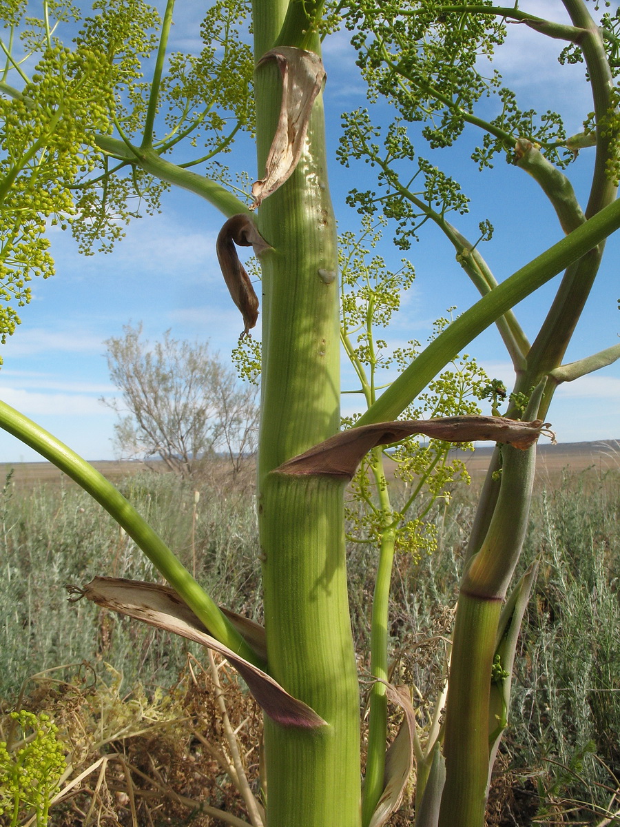 Image of Ferula paniculata specimen.