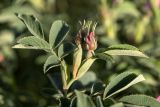 genus Rosa. Верхушка побега с бутонами. Ростовская обл., Белокалитвенский р-н, окр. хут. Титов, степьной склон. 24.05.2026.