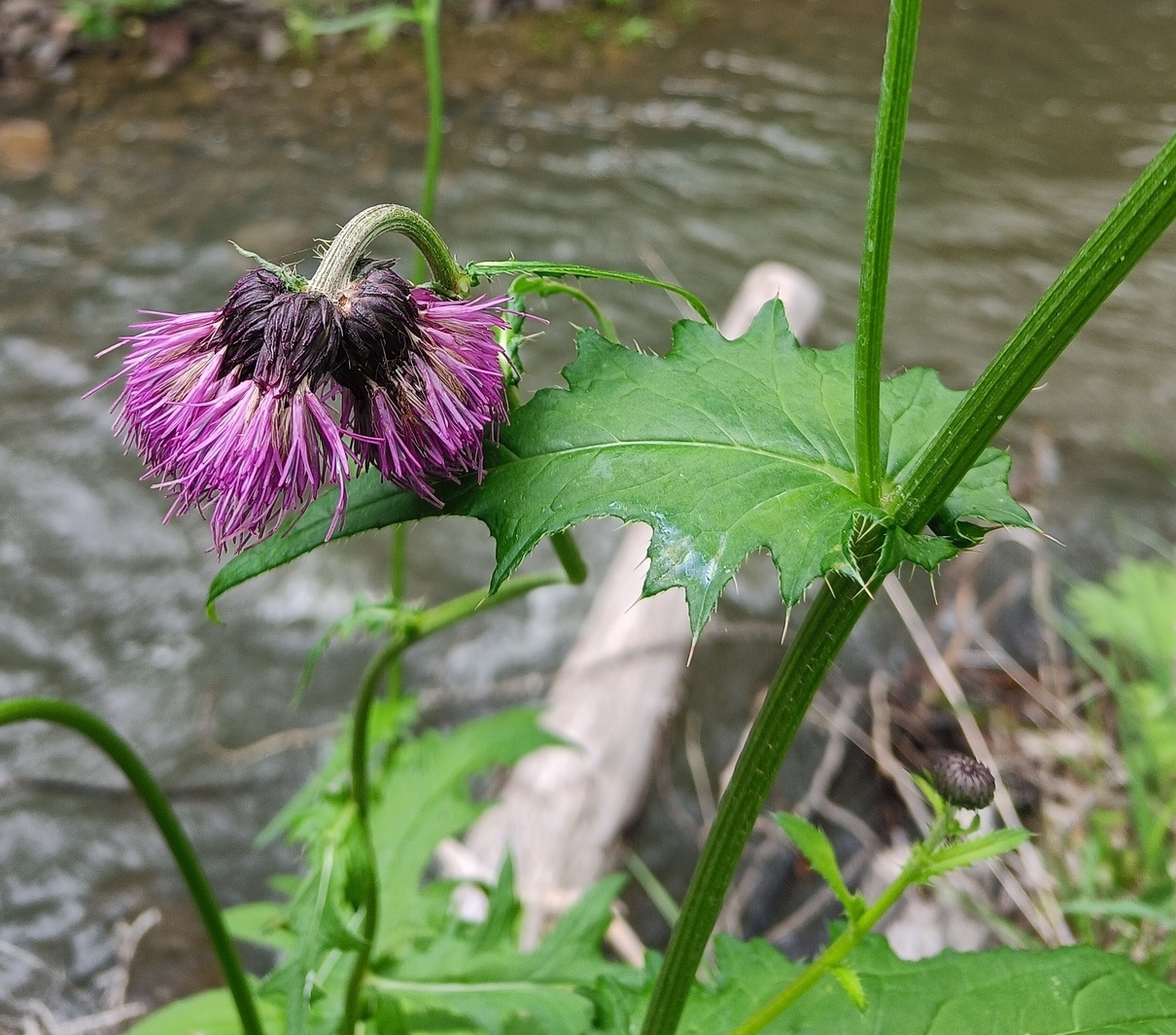 Изображение особи род Cirsium.