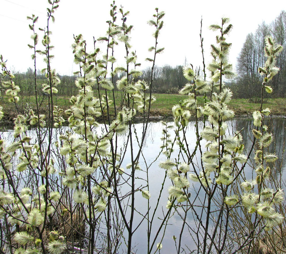 Image of Salix cinerea specimen.