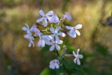 Saponaria officinalis. Соцветие. Беларусь, Брестская обл., Каменецкий р-н, дер. Бобинка, суходольный луг у дороги. 30.06.2026.