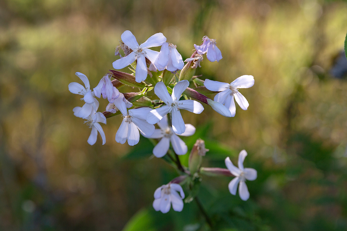 Изображение особи Saponaria officinalis.