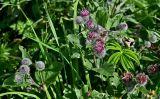 Arctium tomentosum. Верхушки побегов с соцветиями. Московская обл., Сергиево-Посадский гор. округ, верховья р. Воря, луговой склон. 22.08.2026.