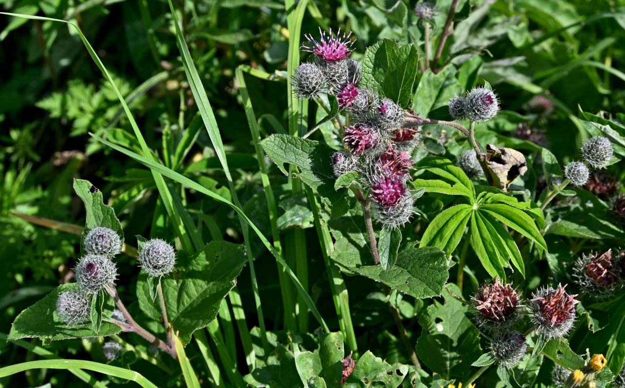 Изображение особи Arctium tomentosum.
