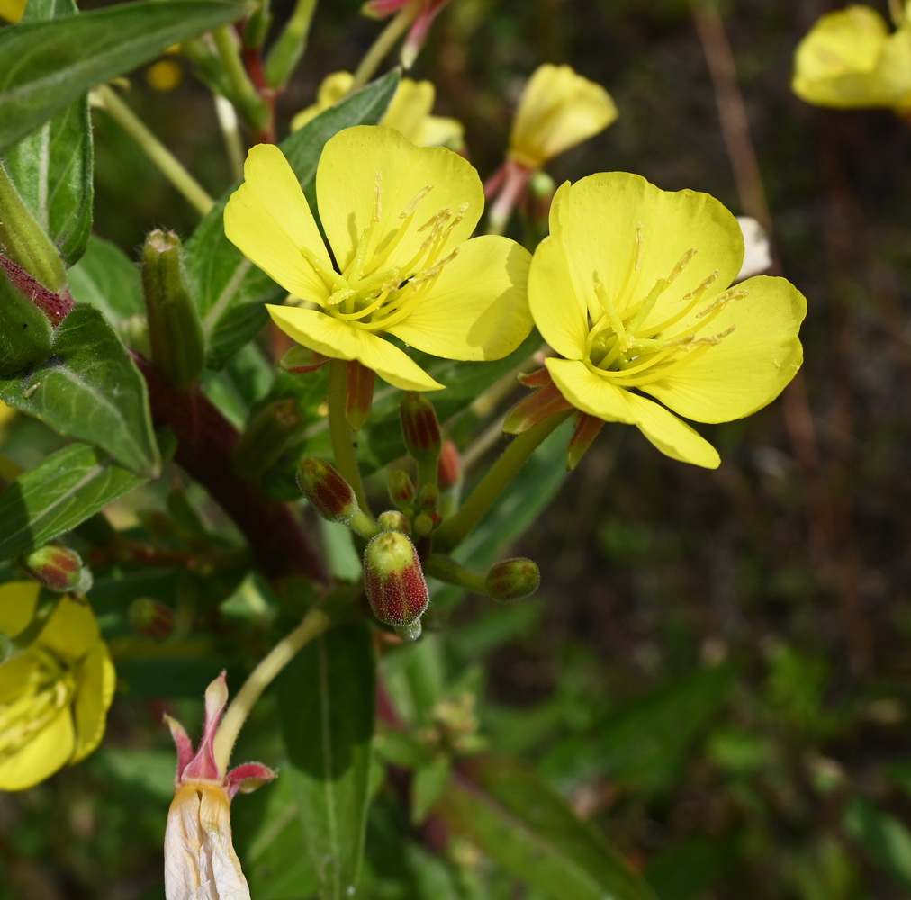 Image of Oenothera rubricaulis specimen.
