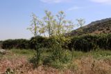 Ferula ovina. Цветущее растение. Узбекистан, Джизакская обл., хр. Нуратау, гора Койташ, басс. р. Койташ, верховья Койташсая., ок. 1120 м н.у.м. 14.05.2025.
