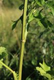 Pastinaca sativa. Средняя часть генеративного побега. Беларусь, Витебская обл., окр. дер. Местечко, разнотравно-злаковый суходольный луг. 18.07.2026.
