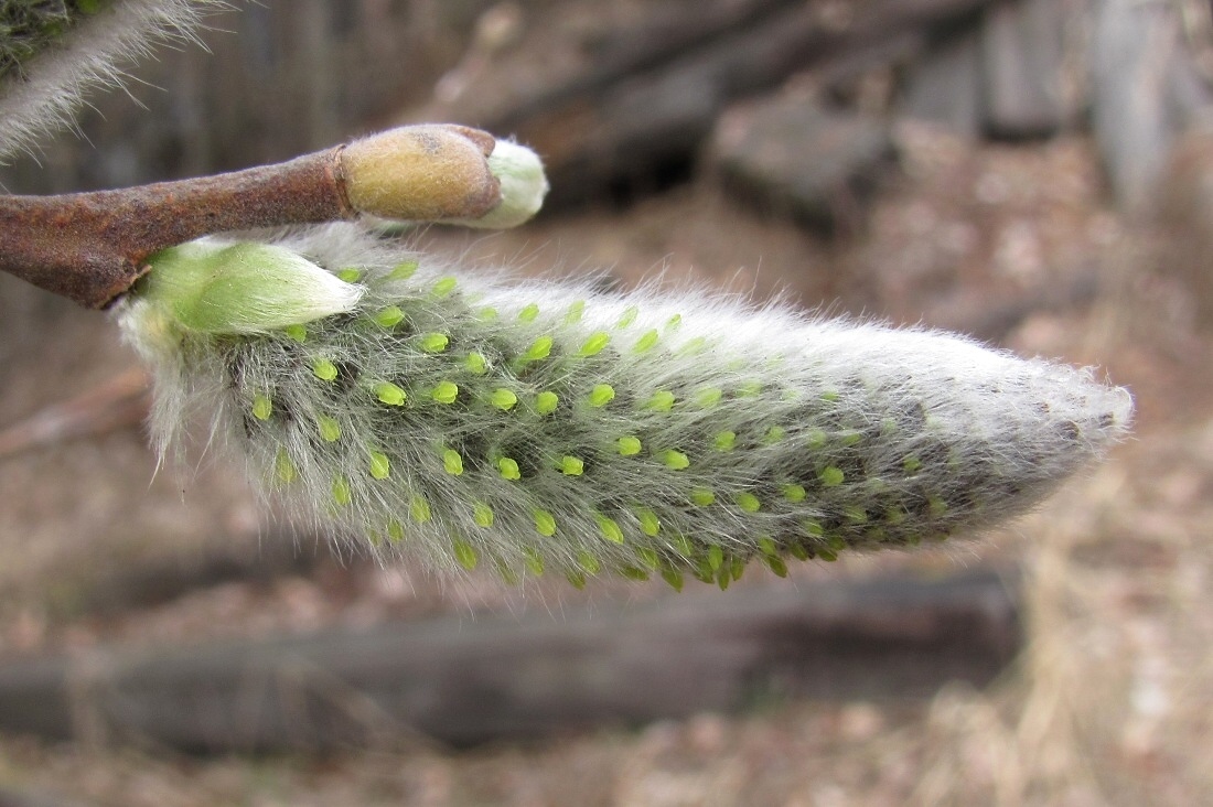 Изображение особи Salix gmelinii.