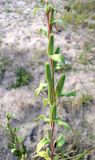 genus Oenothera. Нижняя часть соцветия с плодами. Чувашия, г. Мариинский Посад, Куйбышевское водохранилище, сухое песчаное прибрежье. 29.09.2007.