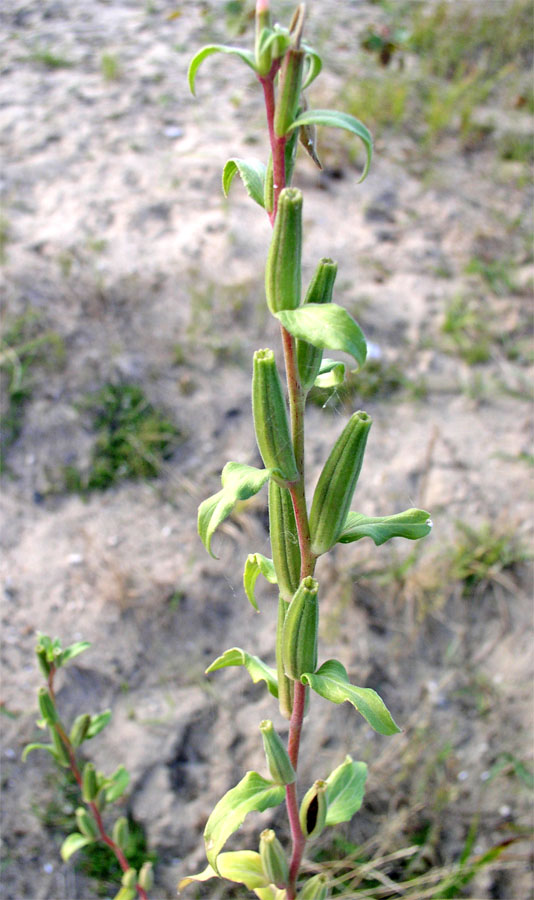 Image of Oenothera depressa specimen.
