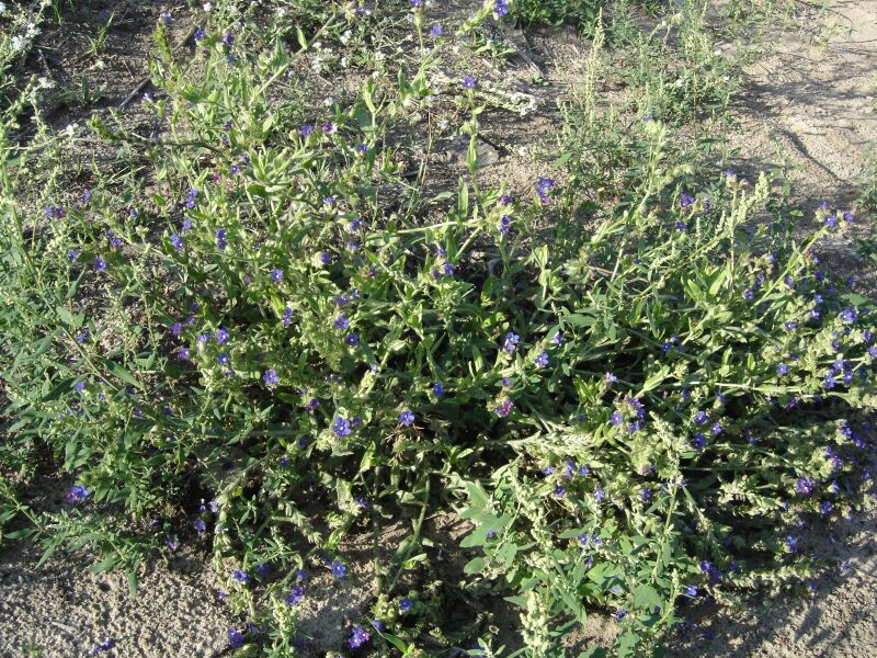 Image of Anchusa officinalis specimen.