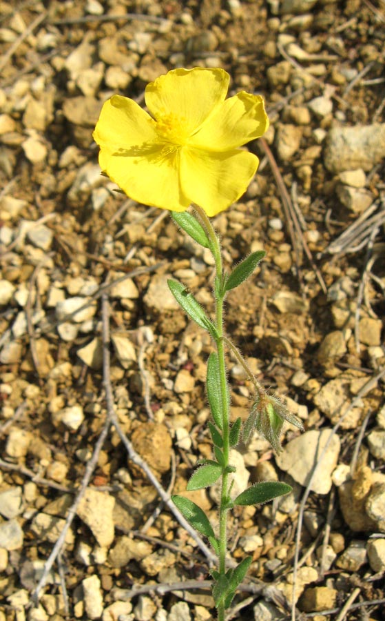 Image of Fumana viscidula specimen.