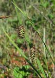 Carex paupercula