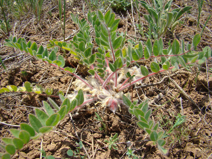 Image of Astragalus pubiflorus specimen.