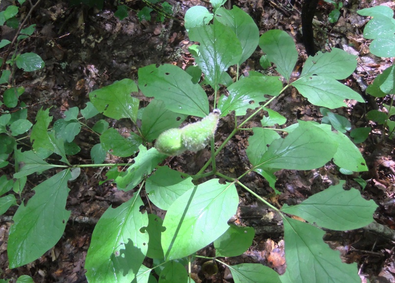 Изображение особи Paeonia caucasica.