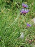 Centaurea triumfettii. Верхушка побегов с соцветиями. Черногория, Динарское нагорье, горный массив Дурмитор. 05.07.2011.