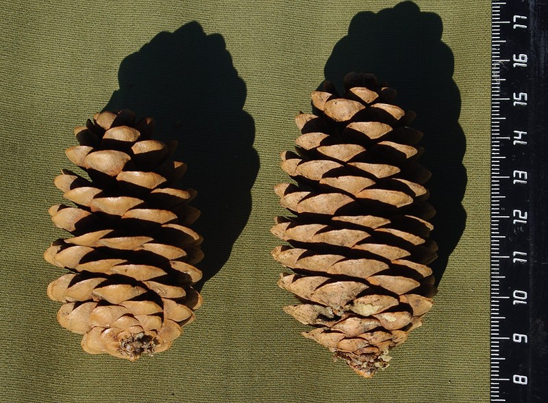 Image of Picea obovata specimen.