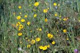 Anthemis tinctoria