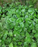 Calla palustris