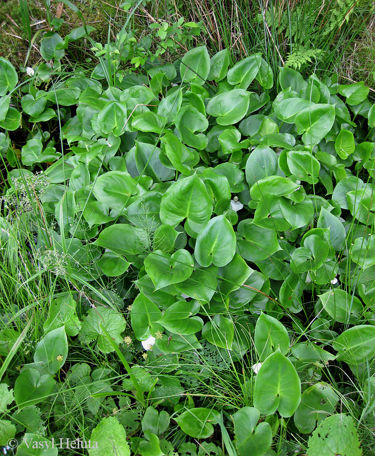 Изображение особи Calla palustris.