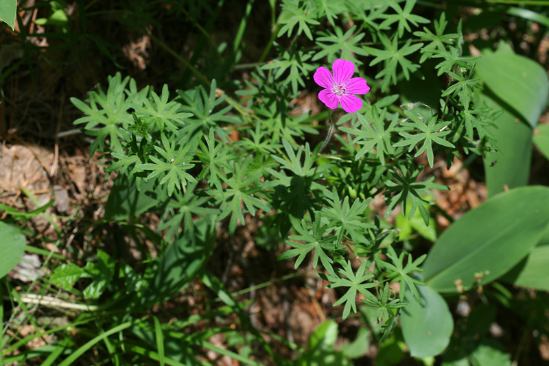Изображение особи Geranium sanguineum.