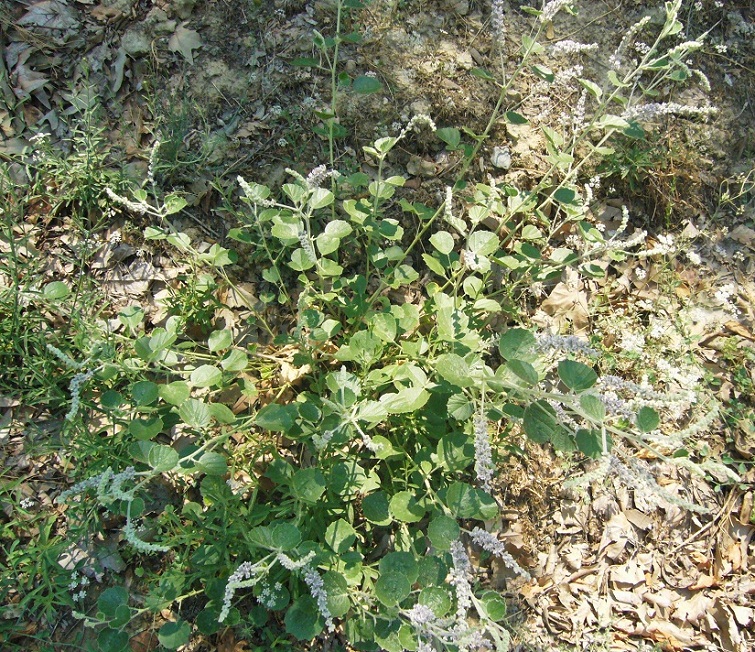 Image of Psoralea drupacea specimen.