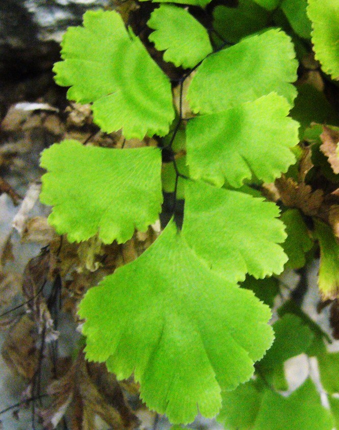 Image of Adiantum capillus-veneris specimen.