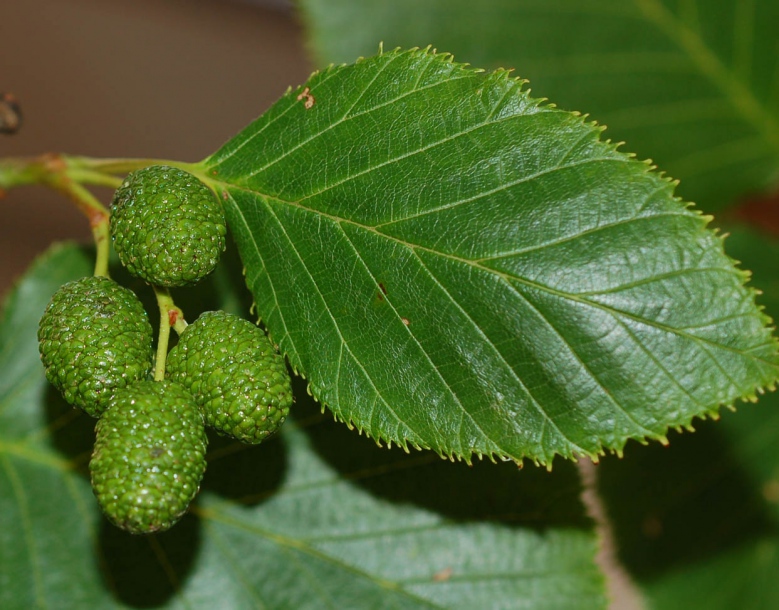 Изображение особи Duschekia fruticosa.