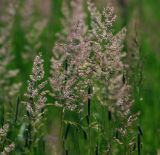 Calamagrostis epigeios. Верхушки плодоносящих растений. Московская обл., Раменский р-н, окр. дер. Хрипань, окраина луга. 14.07.2011.