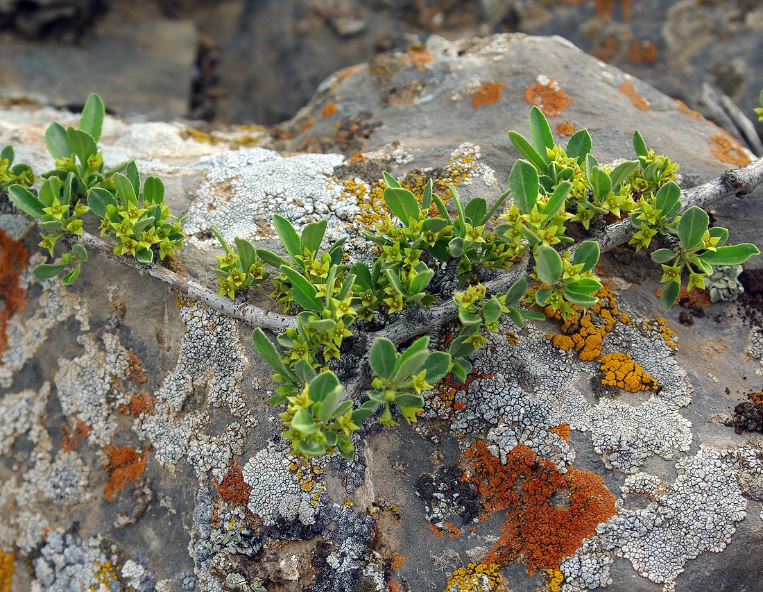 Image of Rhamnus songorica specimen.