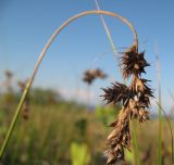 Carex colchica