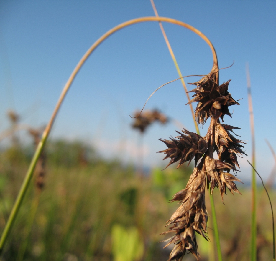 Image of Carex colchica specimen.