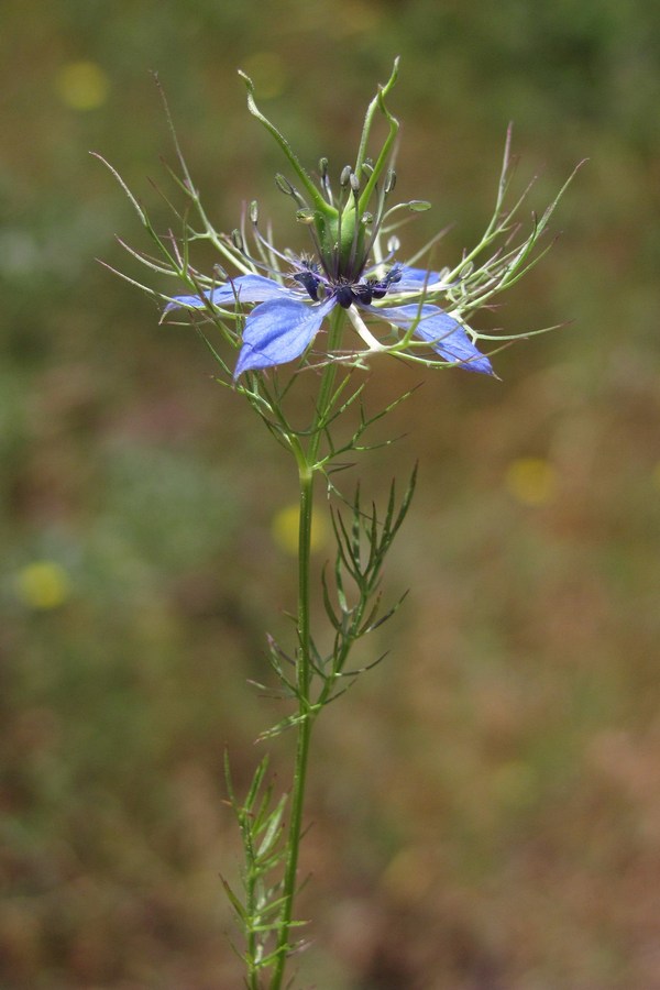 Изображение особи Nigella damascena.