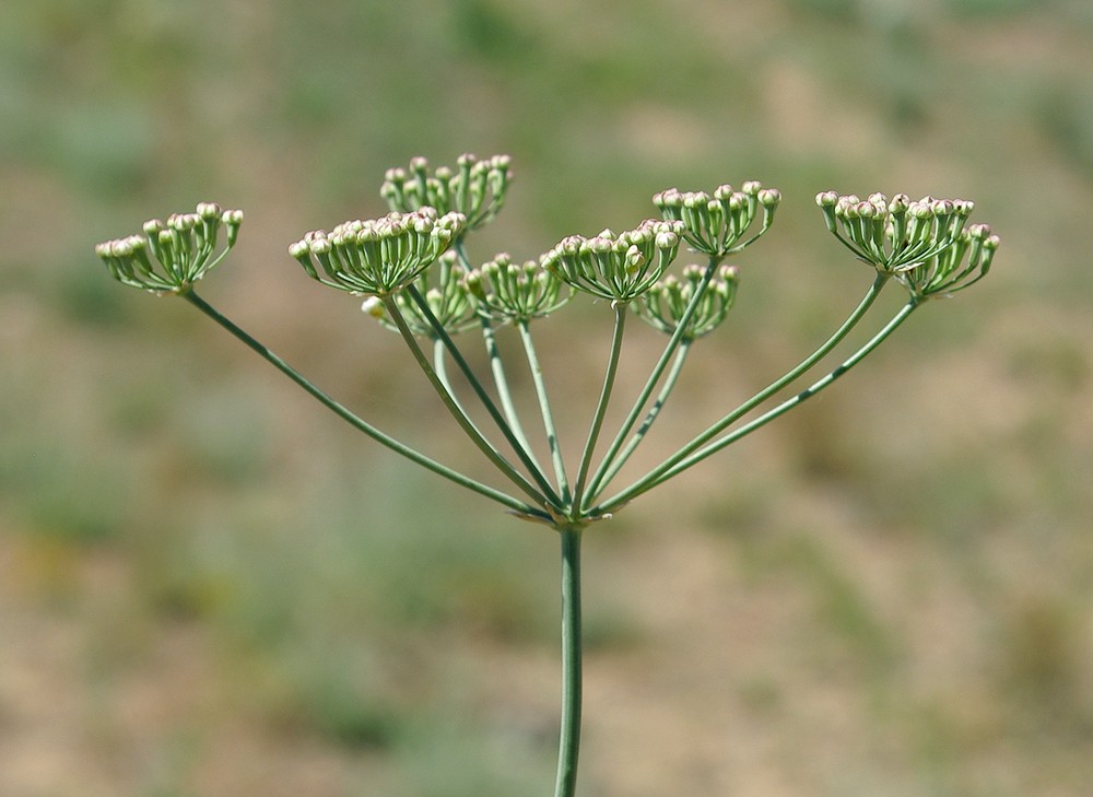 Изображение особи Oedibasis apiculata.