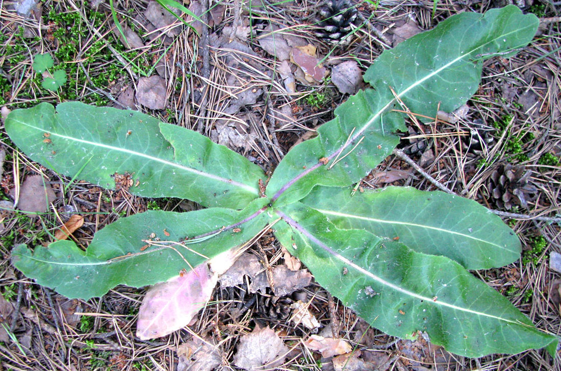 Image of Trommsdorffia maculata specimen.