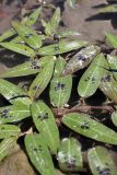 Persicaria amphibia. Листья. Южный Казахстан, ущелье реки Боролдай. 11.07.2011.