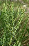 Suaeda prostrata