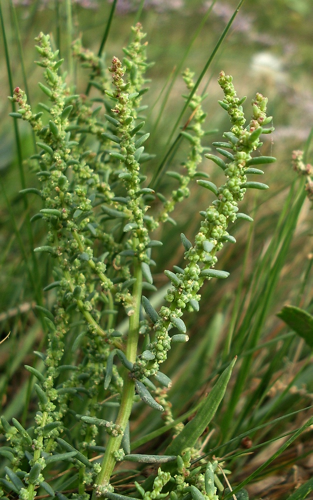 Image of Suaeda prostrata specimen.