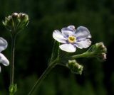 Eritrichium pectinatum