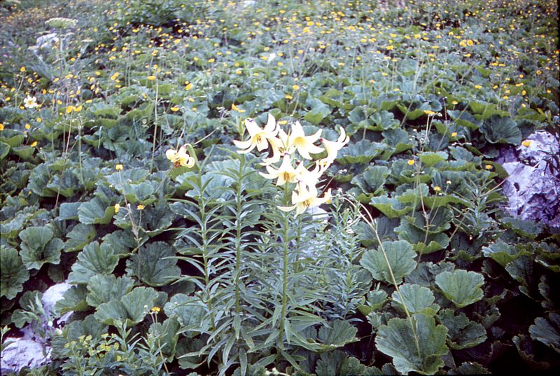 Image of Lilium kesselringianum specimen.