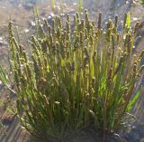 Plantago maritima subspecies subpolaris. Цветущее растение. Мурманская обл., Кандалакшский р-н, пос. Лувеньга, литораль Белого моря. 29.06.2010.